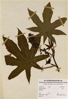 藏品(蓖麻)的圖片